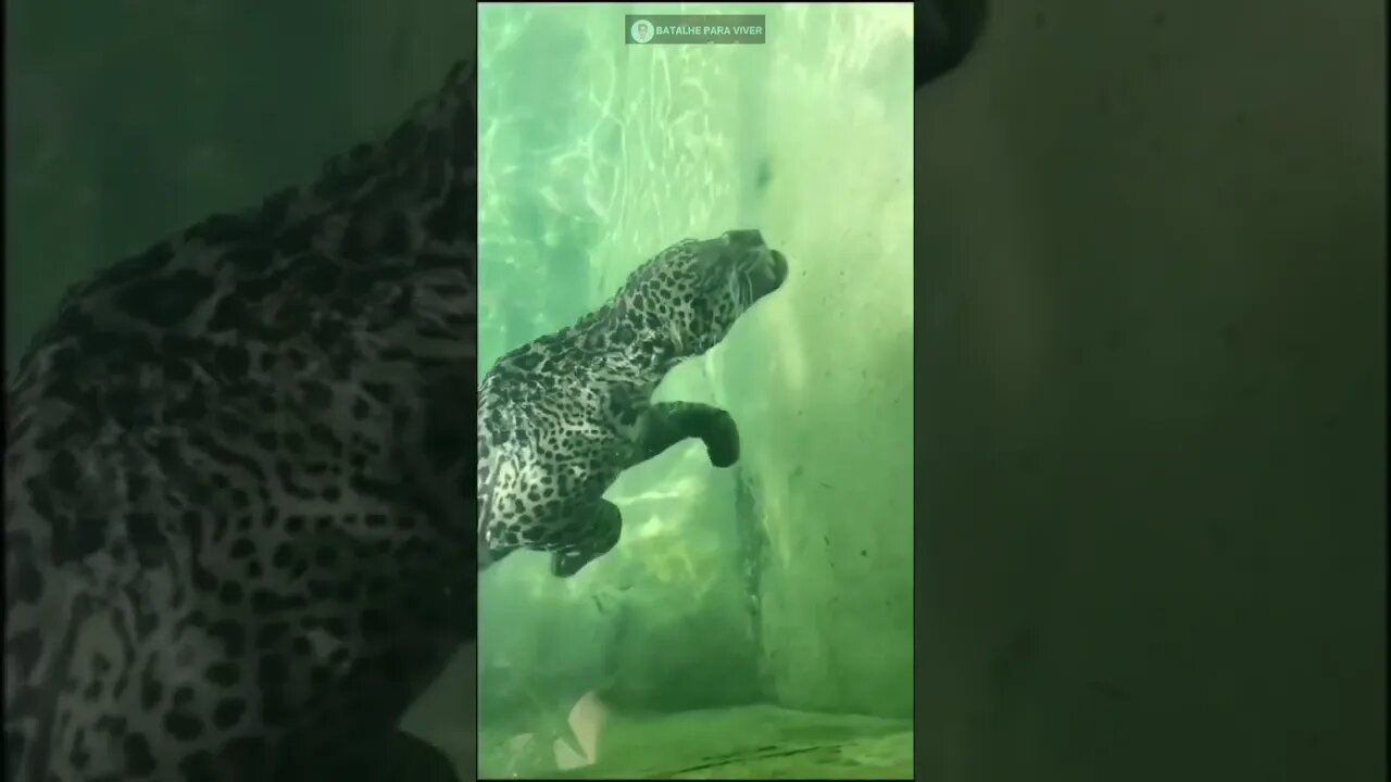 Pensa em um animal lindo