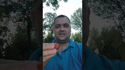 Cherry American Persimmon- seedless #homesteading #garden