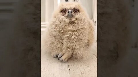 wise owl.