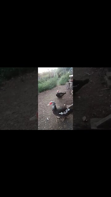 Muscovy Girls, so fat their bellies are on the ground10th April 2023