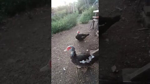 Muscovy Girls, so fat their bellies are on the ground10th April 2023
