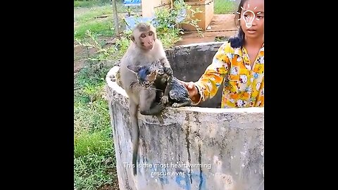 🐒❤️ The Most Heartwarming Rescue That Will Melt Your Heart! 🥺✨