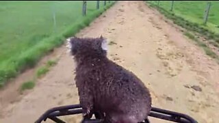 Väsynyt koala saa kyydin mönkijän kyydissä
