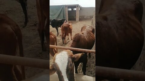 Bacharon ka farm by umar chaudhary #shorts #gaming #video #funny #foryou #sonic