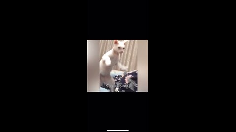 Funny animal video