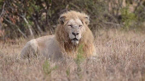 Unforgettable African Wildlife Safari in Kruger National Park | A Must-See Experience