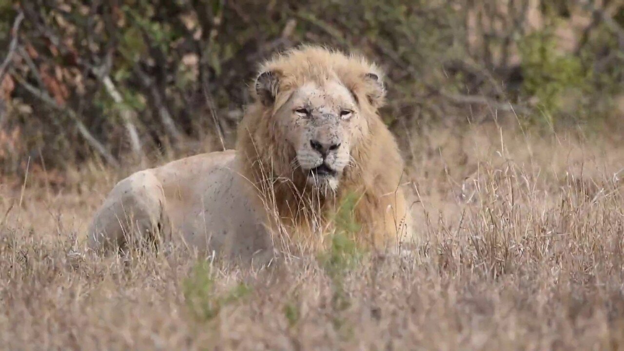 Unforgettable African Wildlife Safari in Kruger National Park | A Must-See Experience