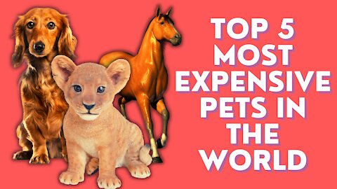 Top 5 Most Expensive Pets In The World