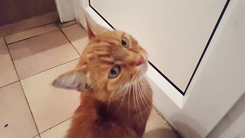 Kitten Elvis is a very smart kitten