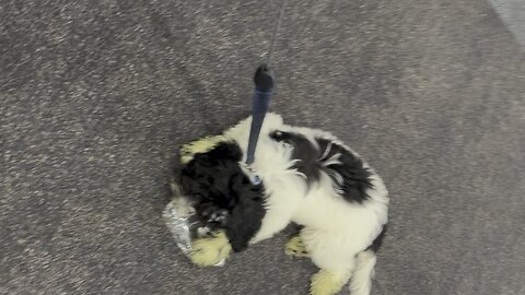 Portuguese Water Dog playing with plastic bottle