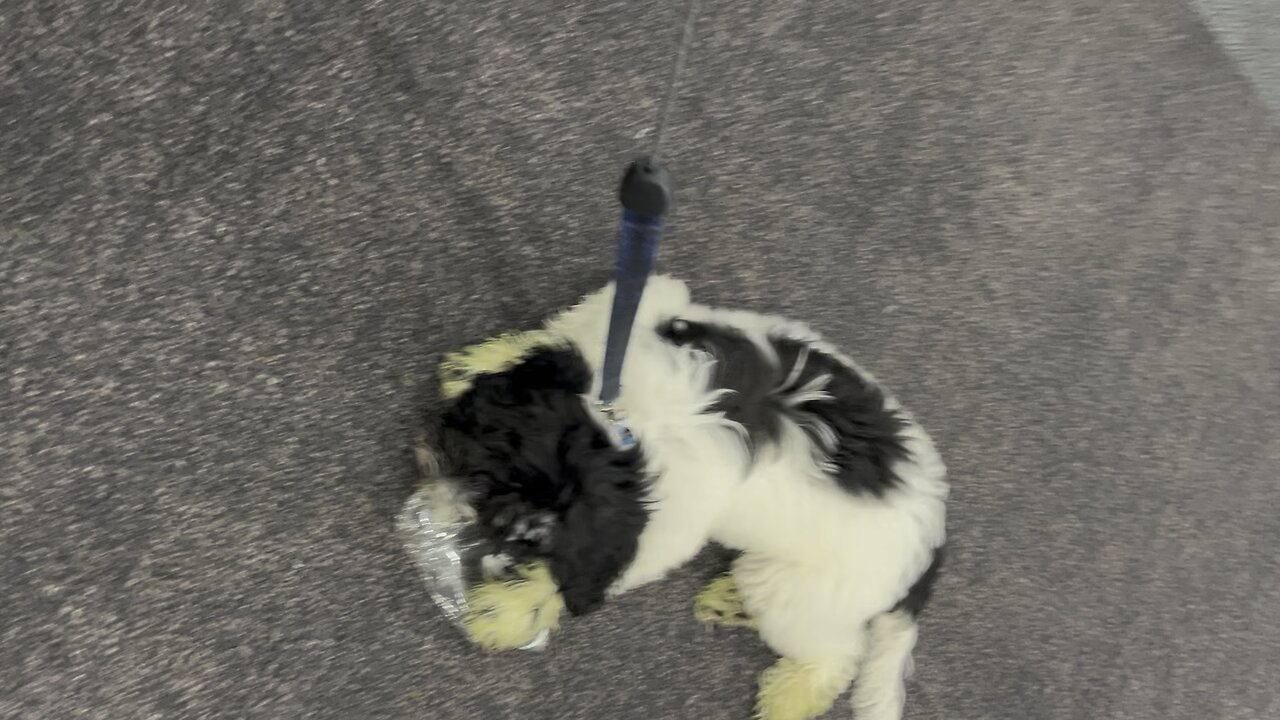 Portuguese Water Dog playing with plastic bottle