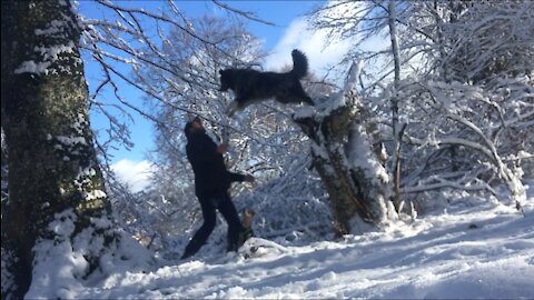 Dog trustfully jumps into owners arms