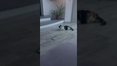 CAT 🐈 playing