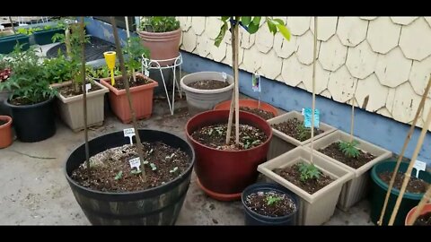 Giant Garden Update & Something BIG changed! Pt 2