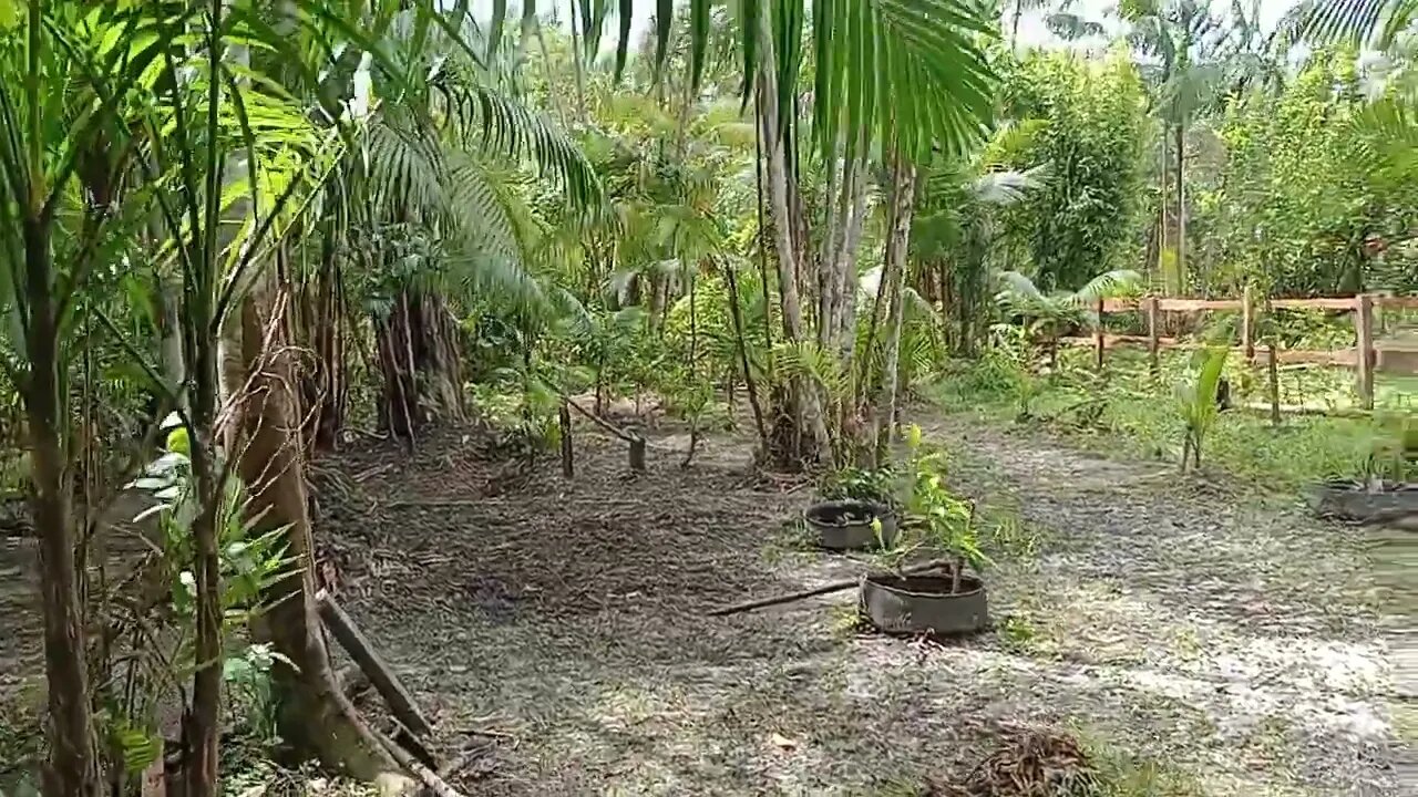 Atualização Do Sítio 🇧🇷