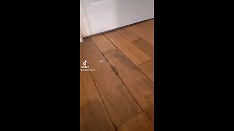 a slug that visits every night