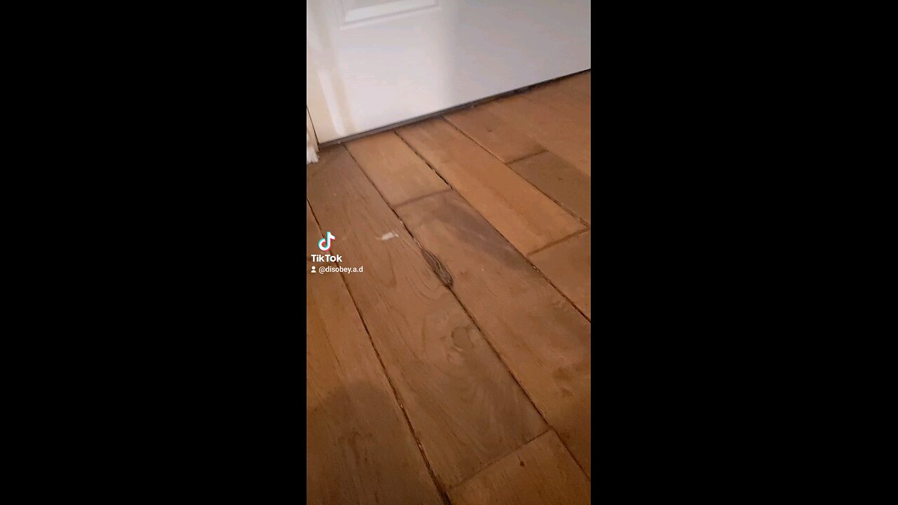 a slug that visits every night