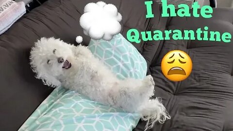 Thoughts Dogs Have During Quarantine!