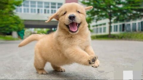 Funniest & Cutest Golden Retriever Puppies - 10 Minutes of Funny Puppy videos