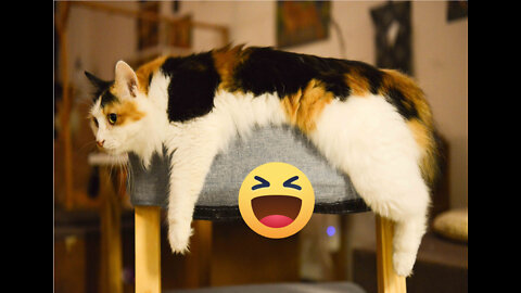 Naughty 🤣funny 😘cats compilation #1 l Try not to laugh l Popcorn FUN Clips