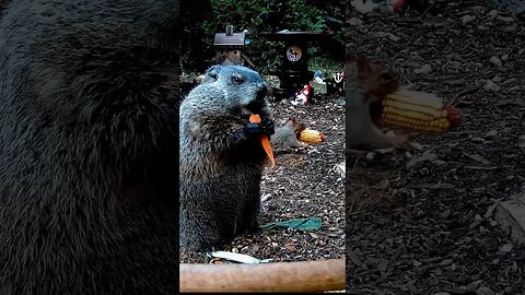 He Never Knew What Happened #animals #funnyanimals #shorts