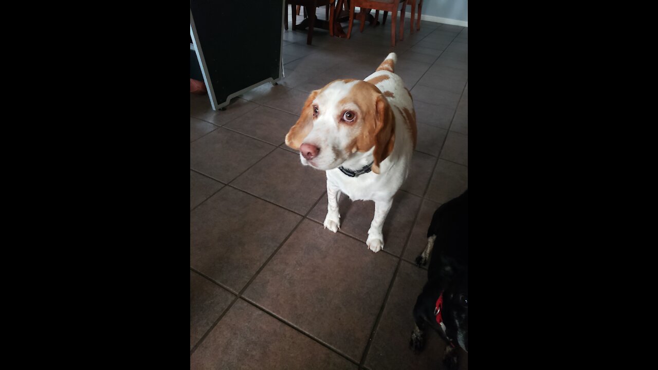 3 6 9 secret meaning