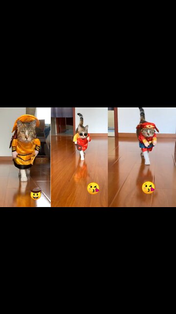 Stylish cat walk - Cat in stylish costumes