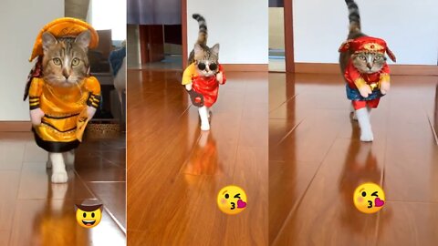 Stylish cat walk - Cat in stylish costumes