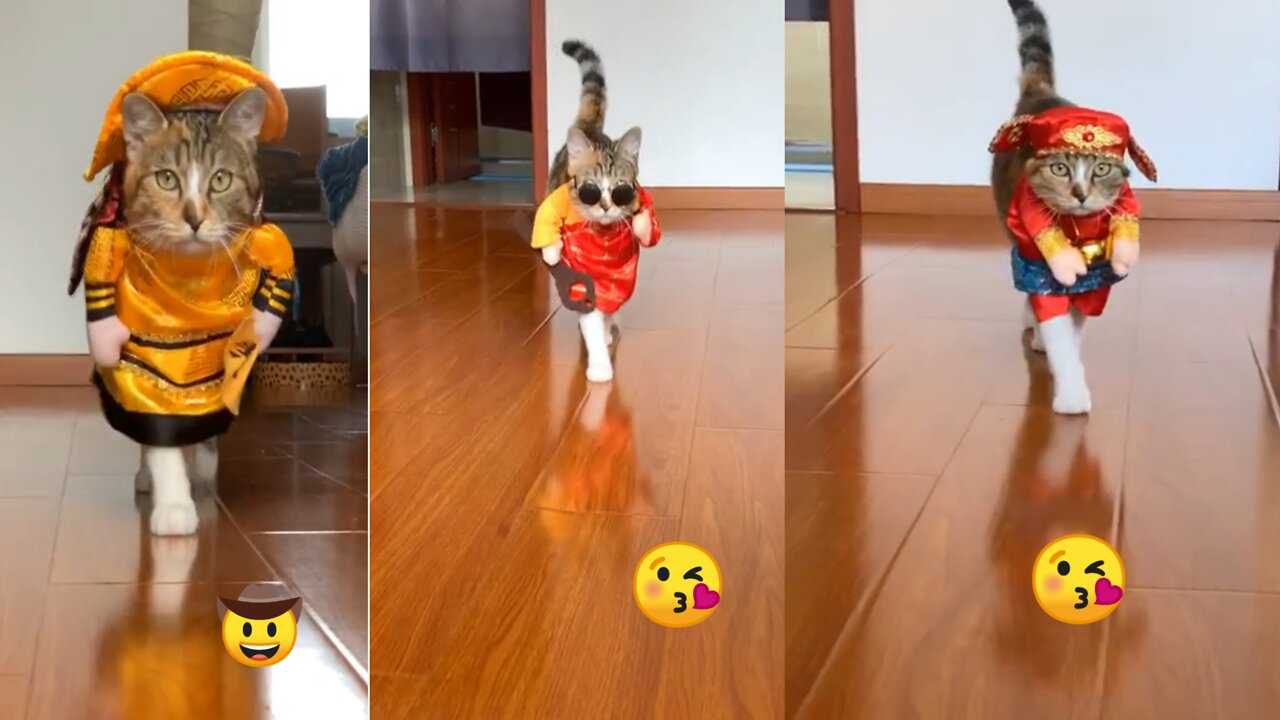 Stylish cat walk - Cat in stylish costumes