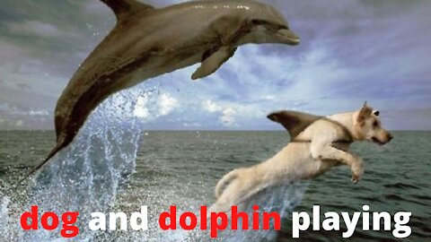 dog and dolphin playing