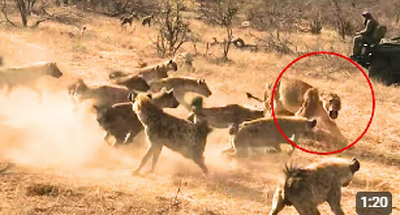 Hyenas Steal Lioness' Kill, but the Male Lion Turns the Tables