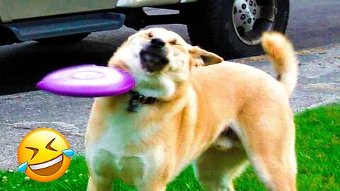 Try Not To Laugh Dogs And Cats 😁 - Funniest Animals Video 2024 🐧 Part :- 112