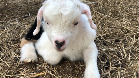 Newborn goats are the cutest