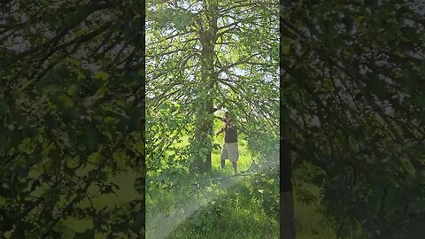 Trimming trees 🌳 with a hand saw