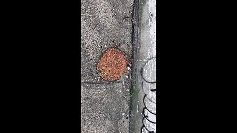 Who wants a little pavement pizza 🍕 lol.
