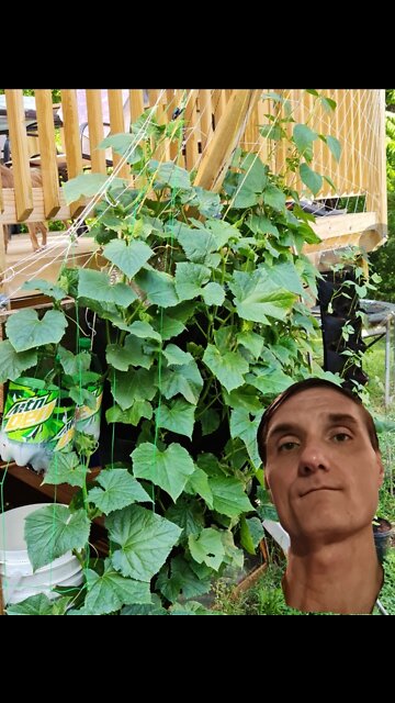 Hanging GARDEN finally gets real rain!!