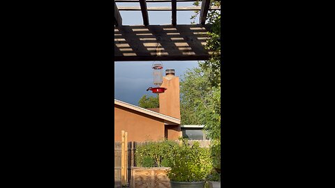 Hummingbird