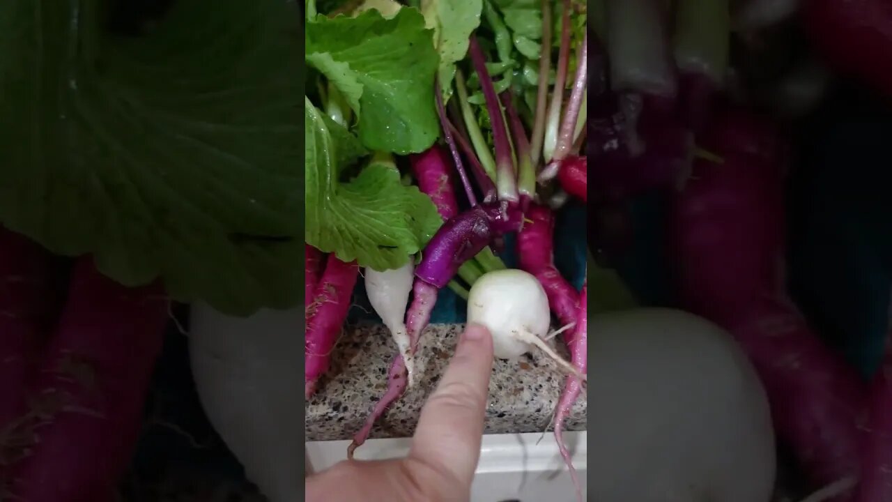 Fall Radish Harvest! #shorts