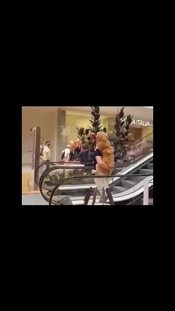 Things we do for our beloved pets