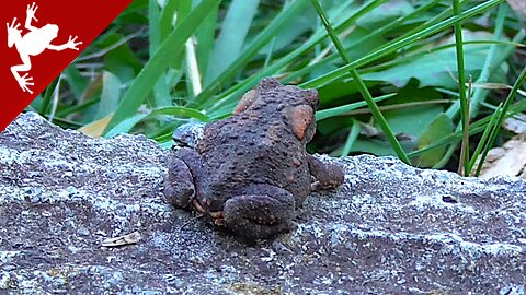 Common Toad - Bufo bufo