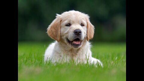 Funny animal videos