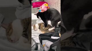 SERÁ QUE A MASSAGEM TA BOA? 😹😻 #shorts #planetaanimalshorts #eulovegatos