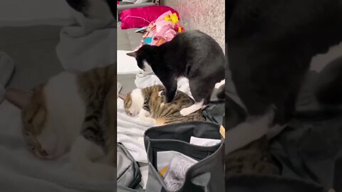 SERÁ QUE A MASSAGEM TA BOA? 😹😻 #shorts #planetaanimalshorts #eulovegatos