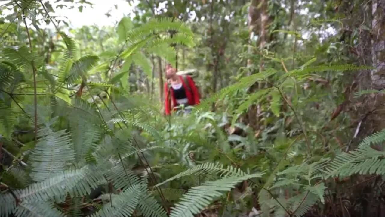 Buiding survival shelter in the forest, Bushcraft cooking delicious Free bush