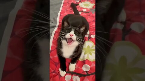 Cat New Video 😺 #funnyvideo #petvideos