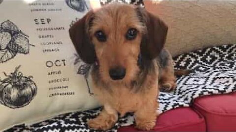 Dog comforts owner after cancer treatment
