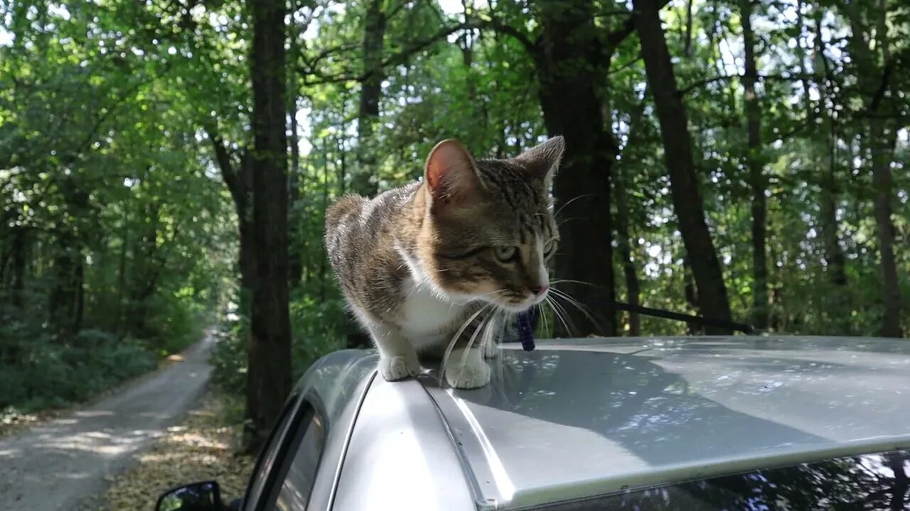 Naughty Cat Has Climbed on the Car
