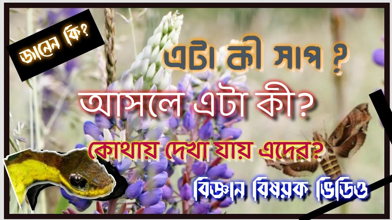 ll জানেন কি একটা শুঁয়োপোকা সাপের মত ভয় দেখায়? কেমন দেখতে প্রাণীটা? কোথায় পাওয়া যায়? বিজ্ঞান ভিডিও ll