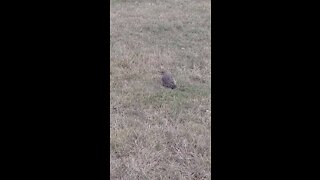 Hunting For Worms