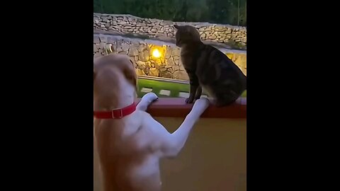 Very funny best video😂🤣 trending animal video